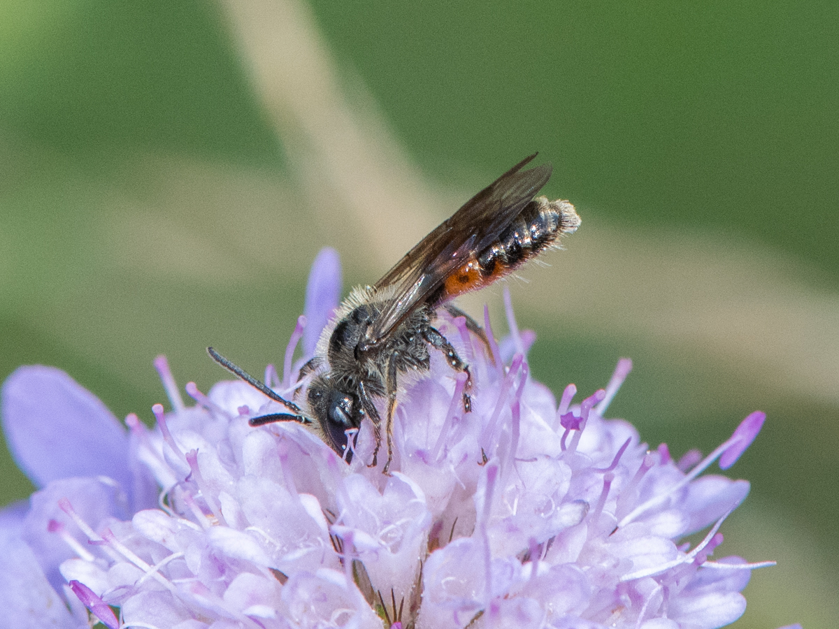 Portrait - Andrena marginata - Atlas de la faune de Suisse